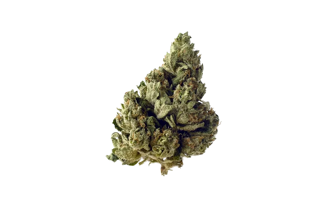 Choco Kush Auto | AUTOFEM | Amsterdam Genetics