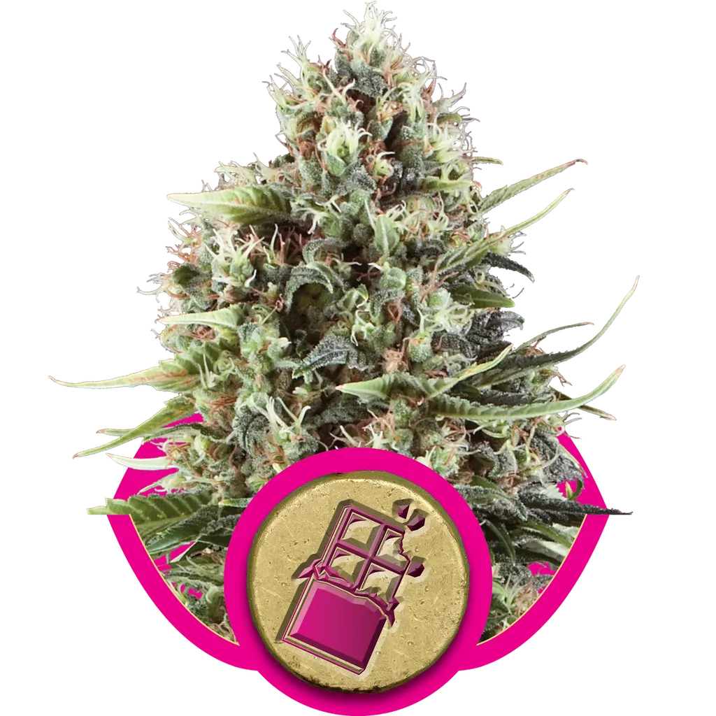 Chocolate Haze | PHOTOFEM | Royal Queen Seeds