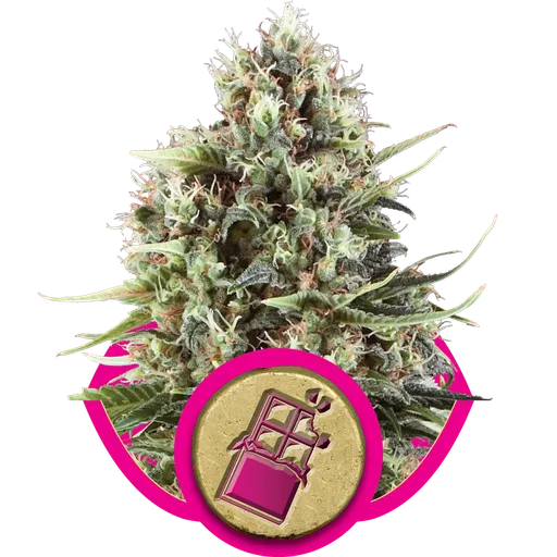 Chocolate Haze