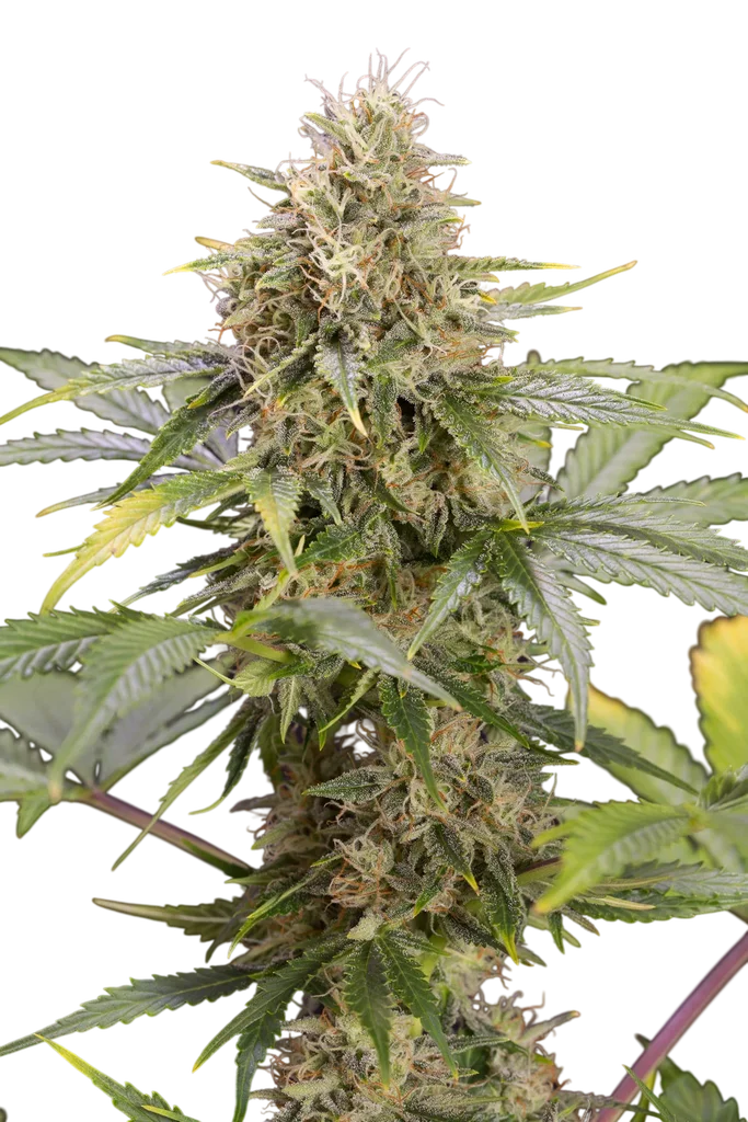 Chocolate Mint OG Auto | AUTOFEM | Humboldt Seed Org.