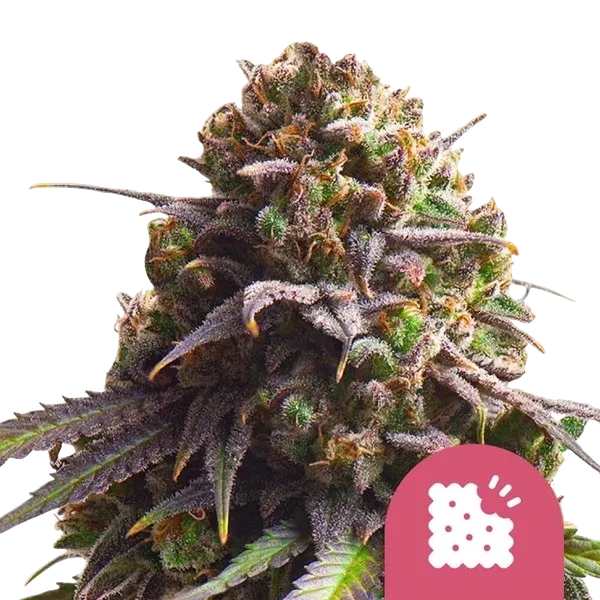 Biscotti | PHOTOFEM | Royal Queen Seeds