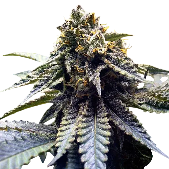 Chocolate Mint OG 2.0 | PHOTOFEM | Humboldt Seed Org.