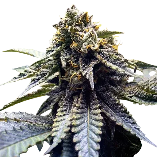 Chocolate Mint OG 2.0