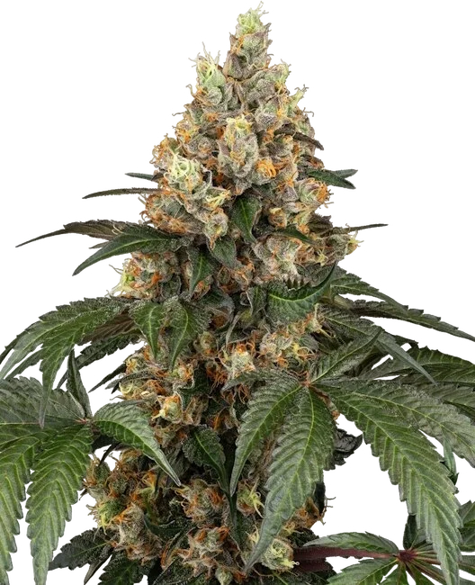 Chocolate Rainbow XXL | PHOTOFEM | Sensi Seeds