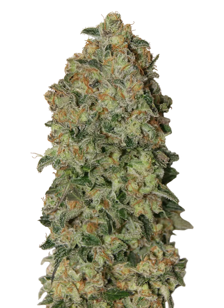 Chocolate Skunk Auto | AUTOFEM | 00 Seeds