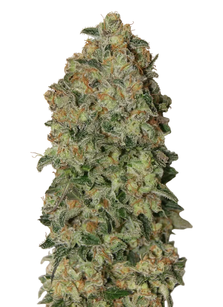 Chocolate Skunk Auto | AUTOFEM | 00 Seeds