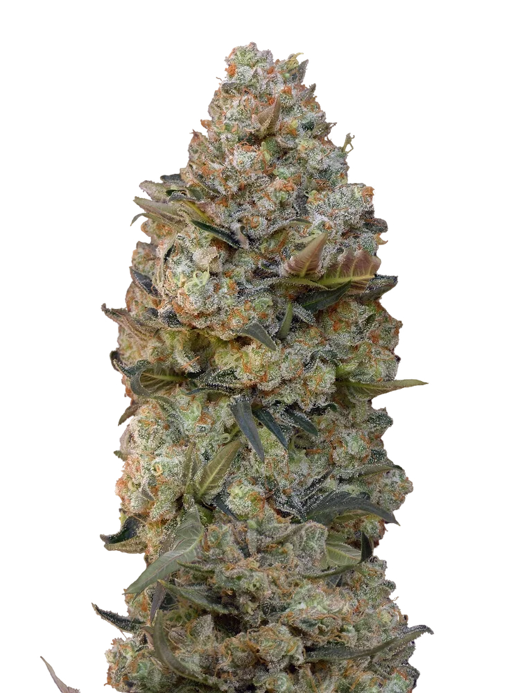 Chocolate Skunk – Produktansicht
