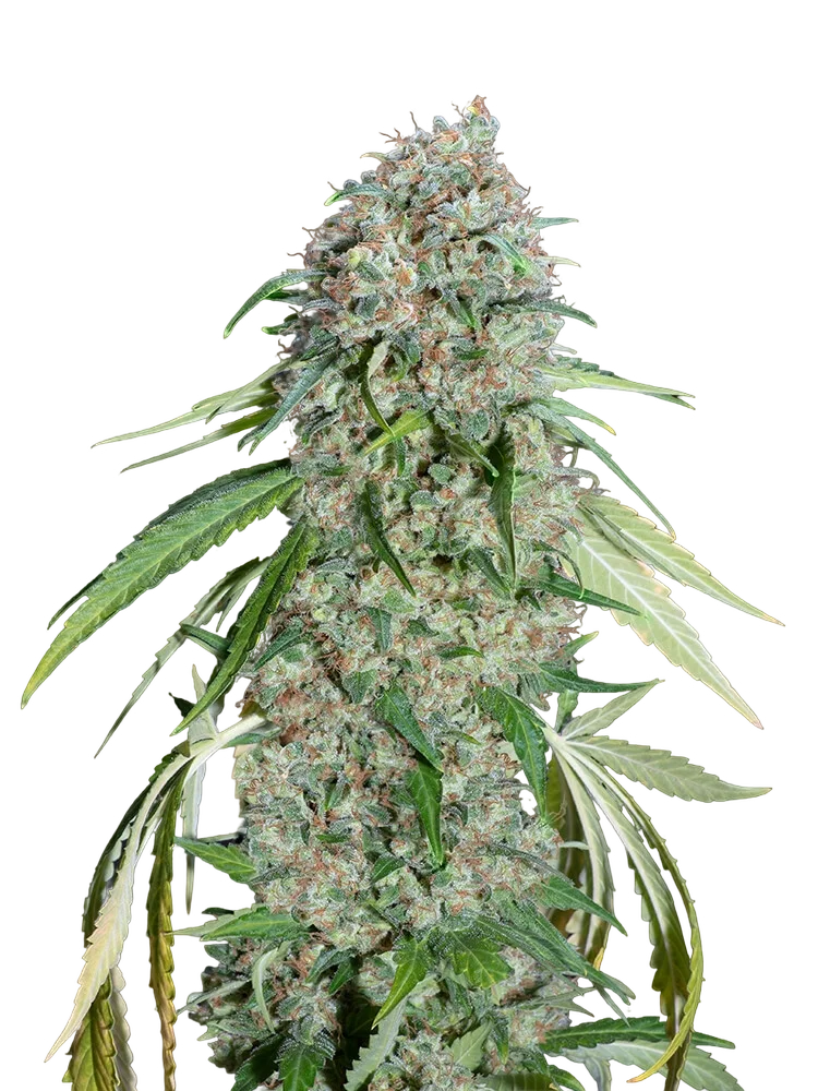 Chocolate Skunk CBD | PHOTOFEM | 00 Seeds