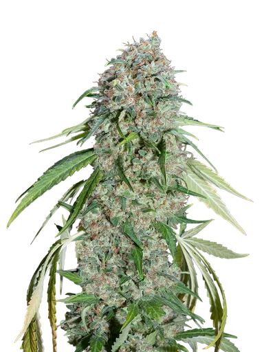 Chocolate Skunk CBD