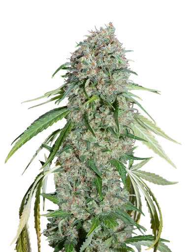 Chocolate Skunk CBD