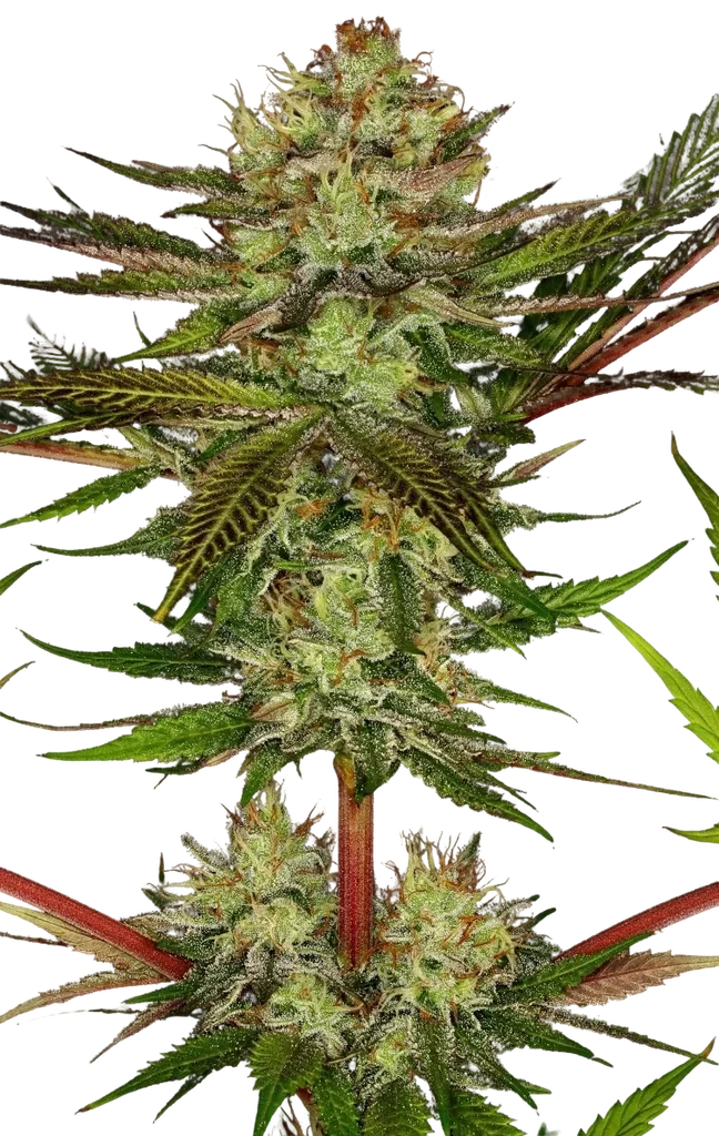 Chocolate Wafflez | PHOTOFEM | Paradise Seeds