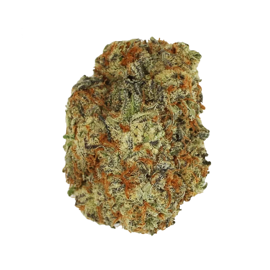 Chocolato | PHOTOFEM | Amsterdam Genetics