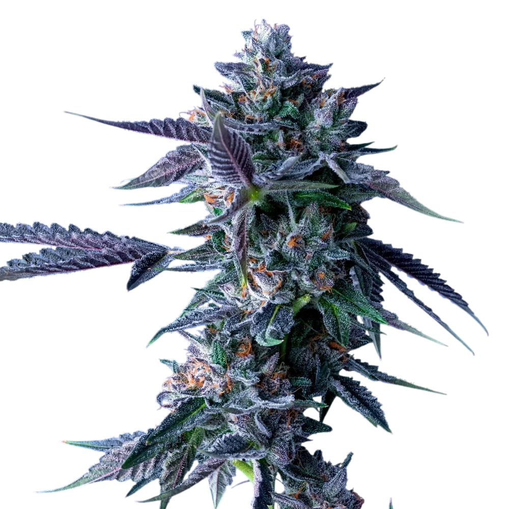 Chocolope – Produktansicht