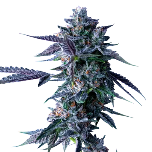 Chocolope | PHOTOFEM | DNA Genetics