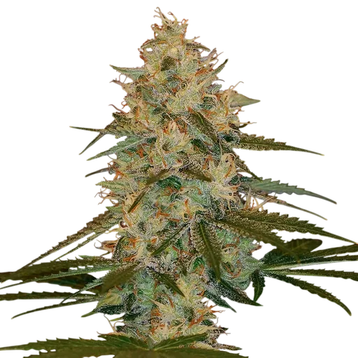 Chocolope Kush