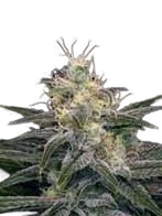 Chocolopez | PHOTOFEM | Blimburn Seeds