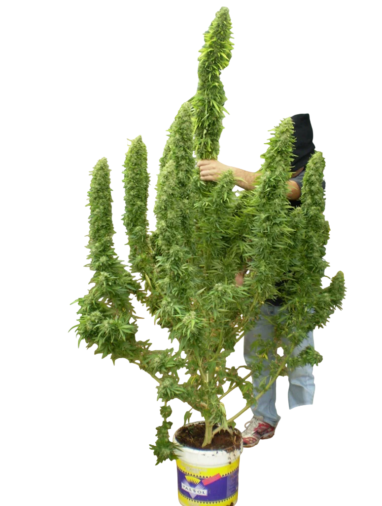Chronic – Produktansicht