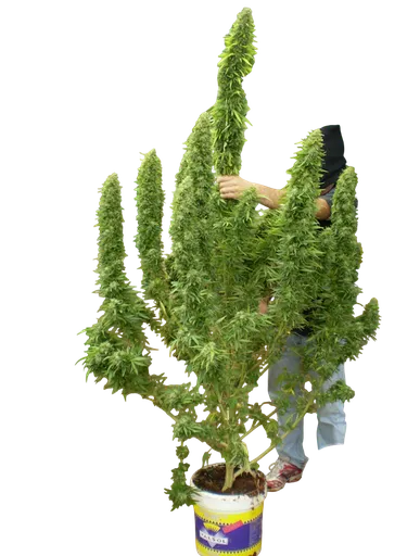 Chronic | PHOTOFEM | Serious Seeds