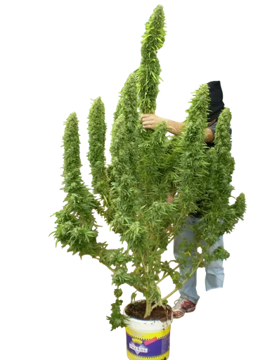 Chronic