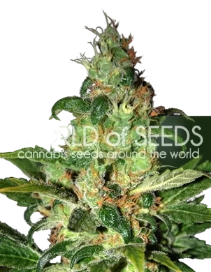 Chronic Haze