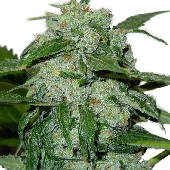 Chronic Ryder Auto | AUTOFEM | Doctors Choice