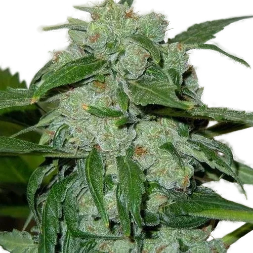 Chronic Ryder Auto