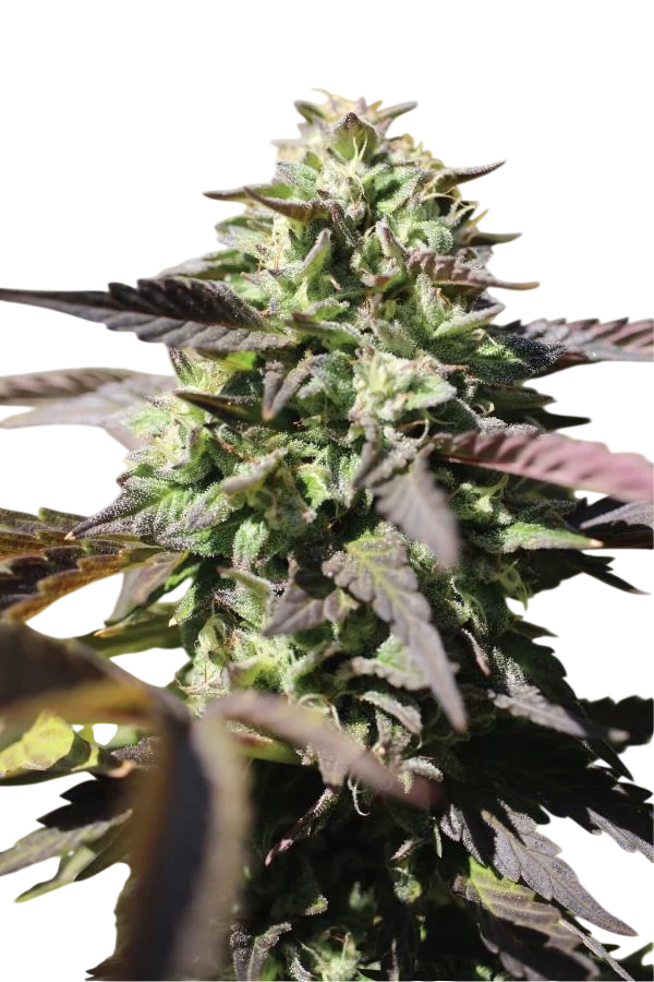 Chunkadelic Auto | AUTOFEM | Humboldt Seed Co.