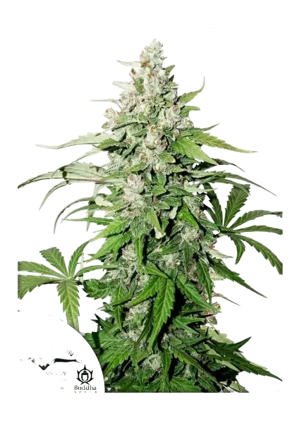 Cinderella Jack Auto | AUTOFEM | Dutch Passion