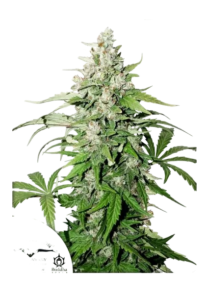 Cinderella Jack Auto | AUTOFEM | Dutch Passion