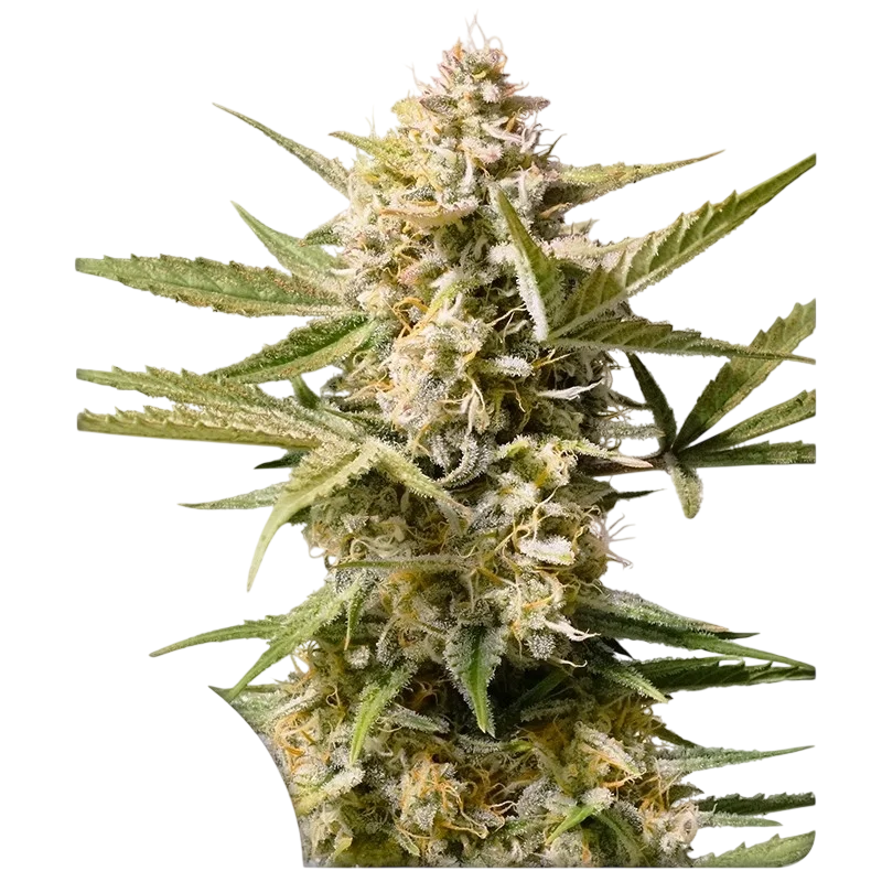 Cinderella Jack Auto | AUTOFEM | Dutch Passion