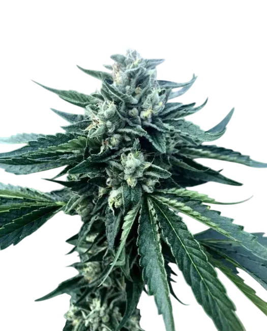 Cinnamon Buddha OG | PHOTOFEM | Humboldt Seed Org.