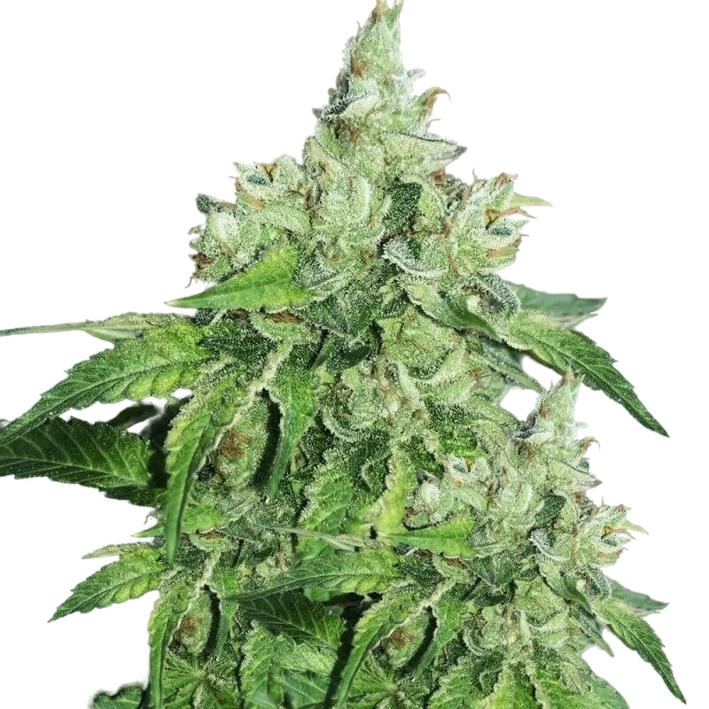 Citron Givré (Birthday Cake Selected) – Produktansicht