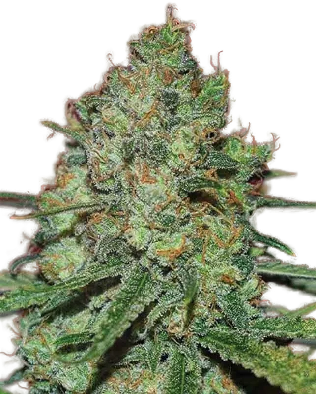 Clinical White CBD | PHOTOFEM | Expert Seeds
