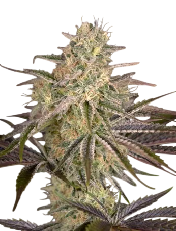 Cloud Walker | PHOTOFEM | Greenhouse Seed Co.