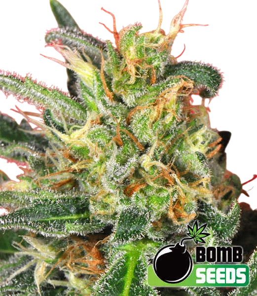 Cluster Bomb | PHOTOFEM | Bomb Seeds
