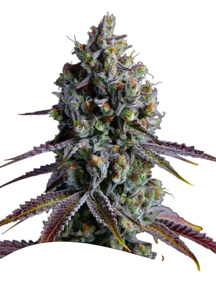Coco Jambo | PHOTOFEM | Anesia Seeds