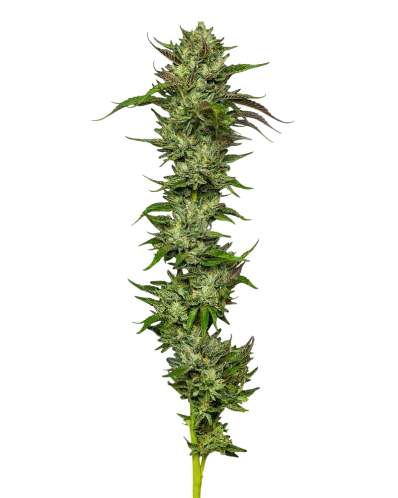 Collie Man Kush | PHOTOFEM | Humboldt Seed Co.