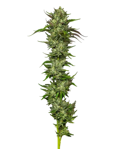 Collie Man Kush