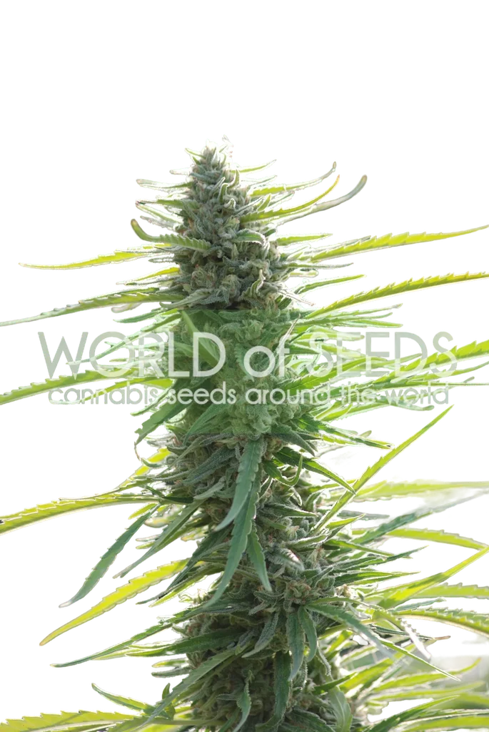 Colombian Gold | PHOTOFEM | World of Seeds