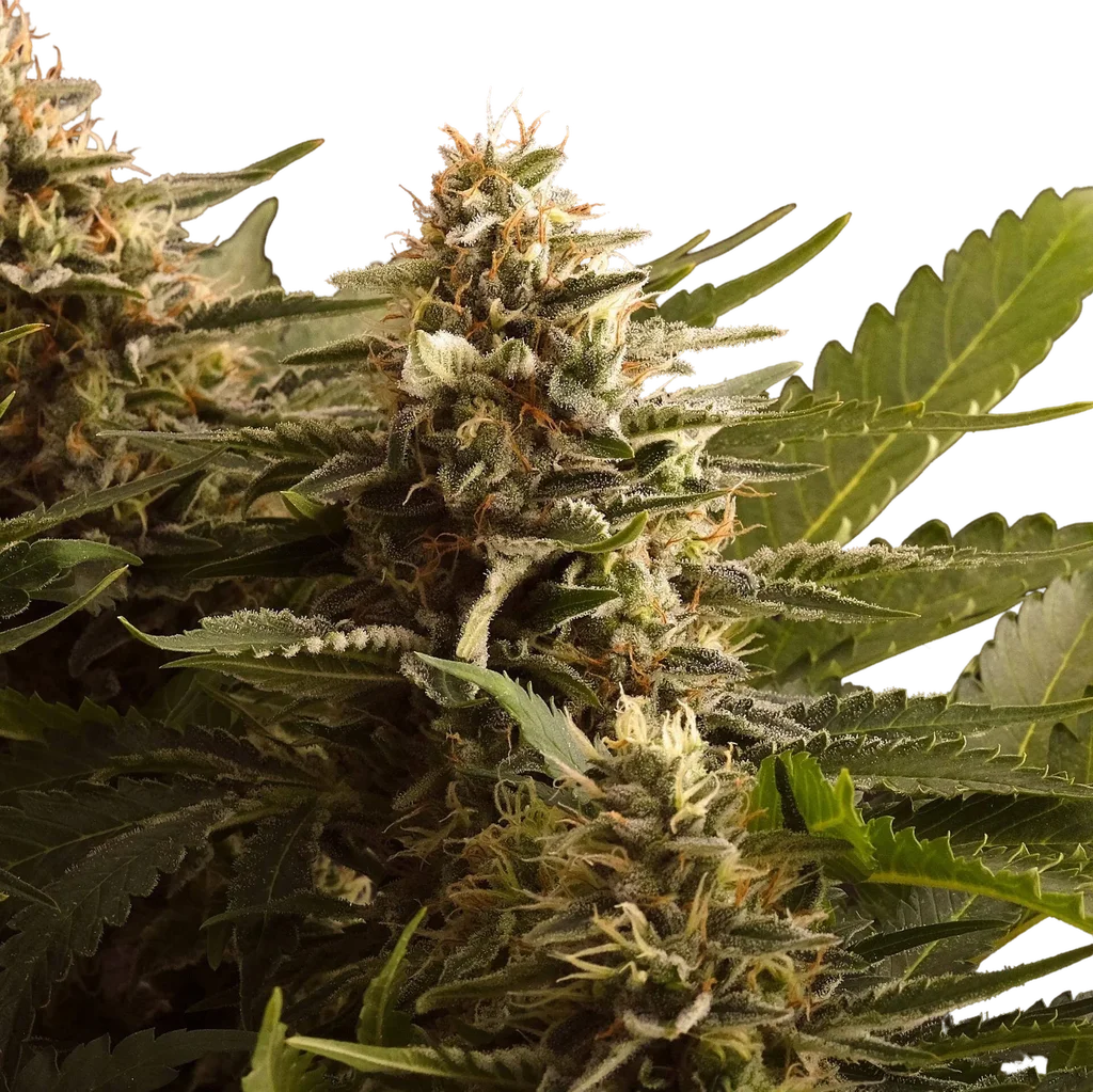Colombian Jack – Produktansicht