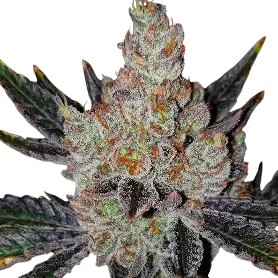 10th Planet R1 | PHOTOFEM | Ethos Genetics