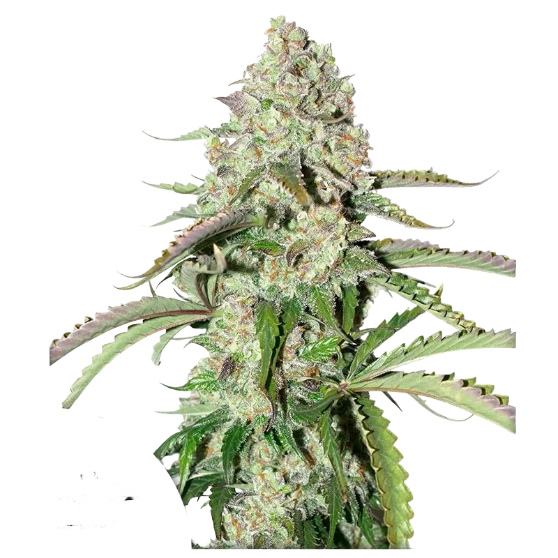 Colorado Cookies Auto | AUTOFEM | Dutch Passion