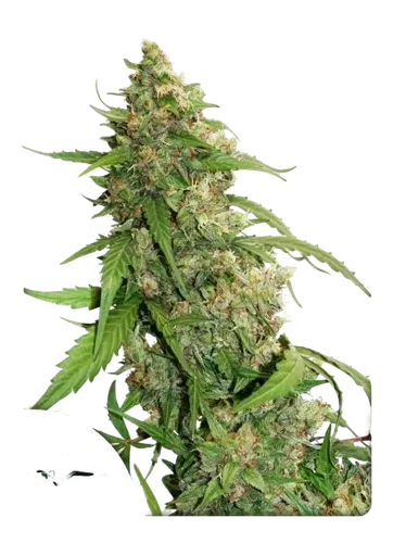 Compassion Lime CBD Auto