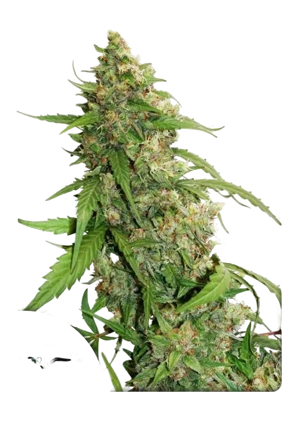 Compassion Lime CBD Auto | AUTOFEM | Dutch Passion
