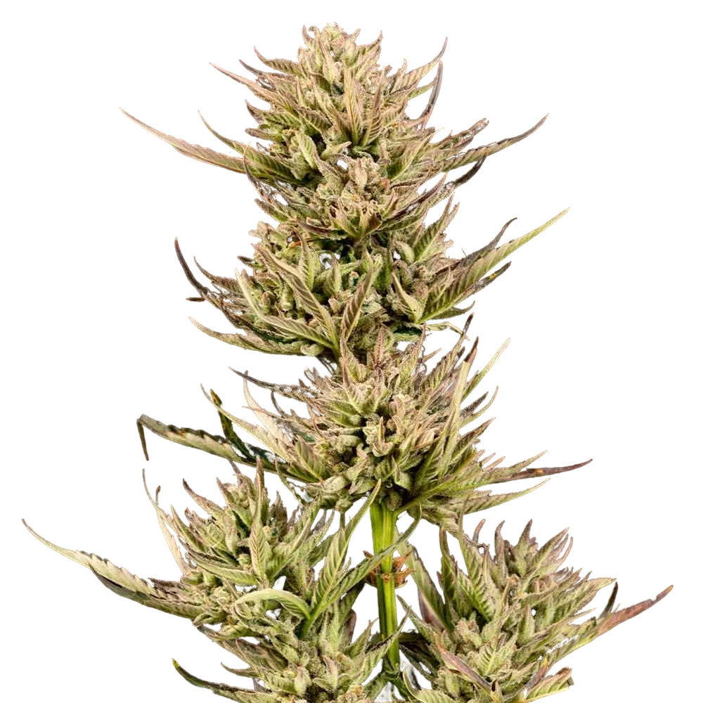Cookie Apple OG F1 Auto – Produktansicht