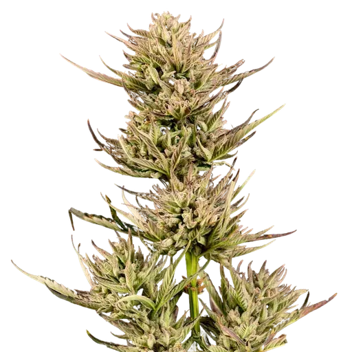 Cookie Apple OG F1 Auto