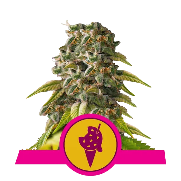 Cookies Gelato | PHOTOFEM | Royal Queen Seeds