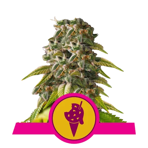 Cookies Gelato | PHOTOFEM | Royal Queen Seeds