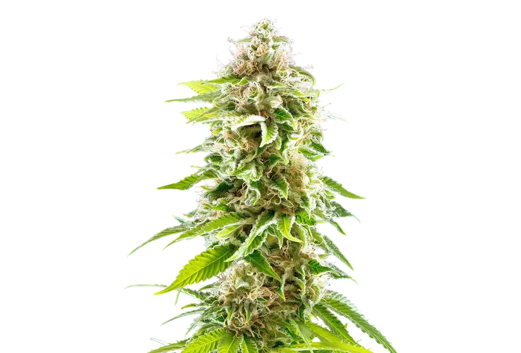 Cookies Haze – Produktansicht