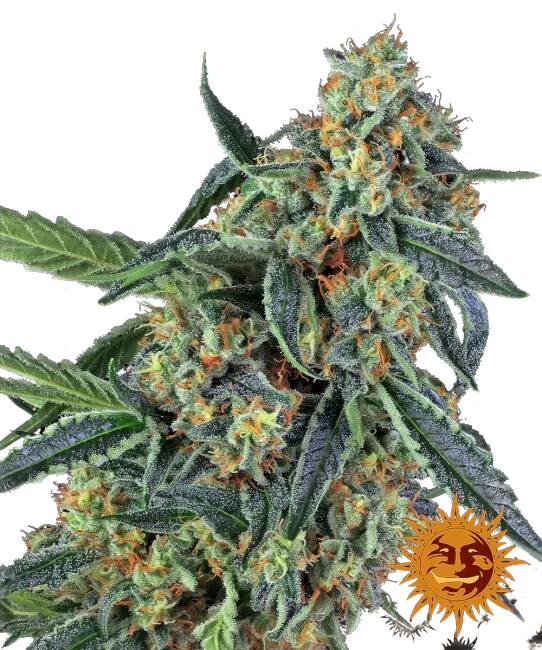 Cookies Kush | PHOTOFEM | Barneys Farm
